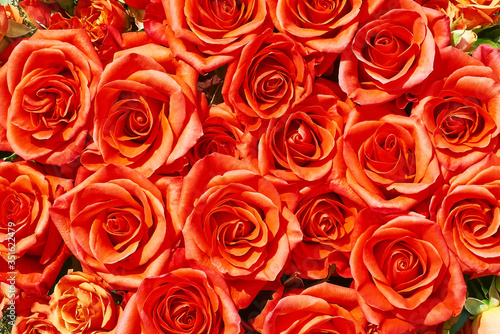 Orange roses background. Mothers day  Valentines Day  Birthday celebration concept. Copy space  top view
