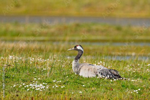 Common Crane, Grus grus, big bird in the nature habitat, France. Wildlife scene from Europe. Grey crane with long neck, in the green grass. Big bird in the habitat, Europe. © ondrejprosicky