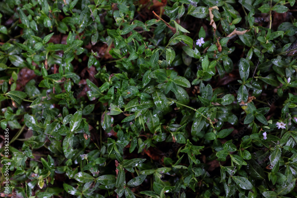 Vinca minor L. (Apocynaceae), outdoor plants 2020 Vinca minor L. (Apocynaceae), outdoor plants 2020