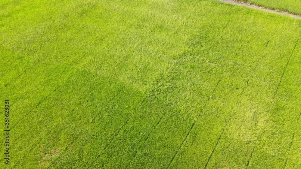 Aerial view over green rice field. Aerial view over green rice field.