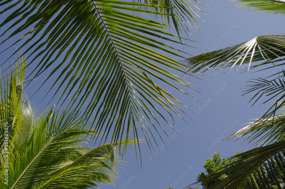 Fototapeta premium Beautiful fresh green palm leaves in daylight
