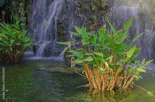 Aquatic plants bushes in the pond with waterfall photo