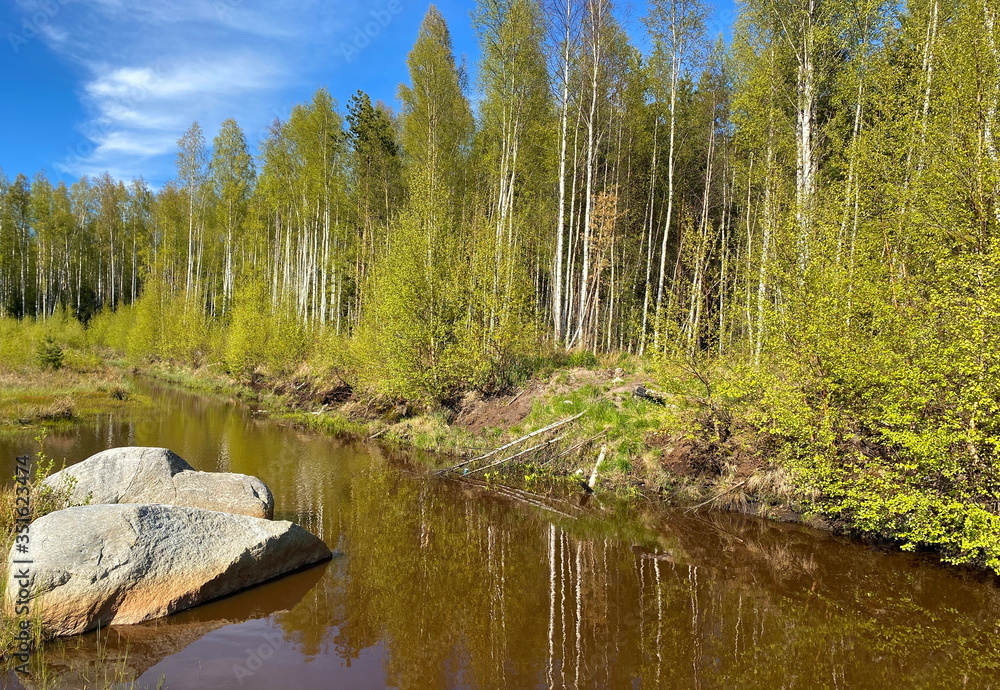 Bank of a forest lake Bank of a forest lake