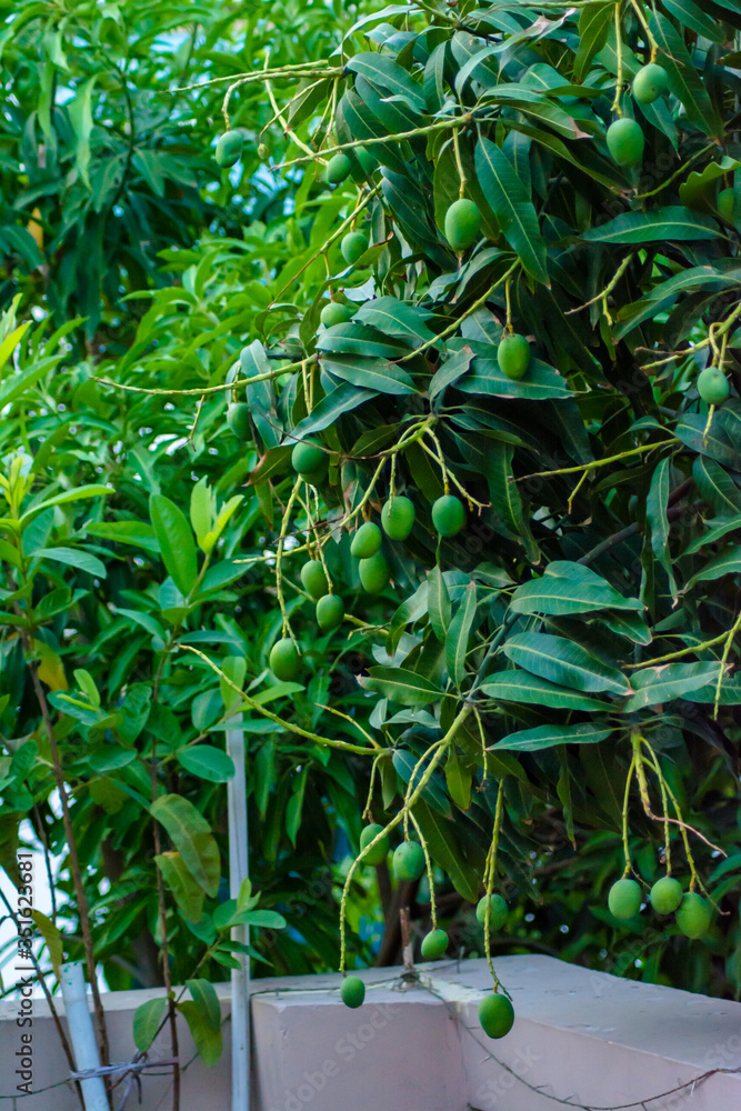 Fototapeta premium Closeup of Mangoes hanging on mango tree, mango farm. Mangifera indica.