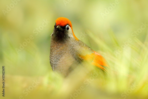 Red-tailed Laughingthrush, Garrulax milnei. Red and grey songbird sitting in grass with dark background, China. Wildlife scene from Asia nature. Bird in the habitat near the river water. photo