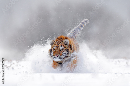 Tiger, cold winter in taiga, Russia. Snow flakes with wild Amur cat. Tiger snow run in wild winter nature. Siberian tiger, Panthera tigris altaica. Action wildlife scene with dangerous animal.