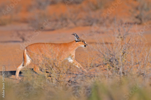 Kgalagadi Caracal, African lynx, in red sand desert. Beautiful wild cat in nature habitat, Kgalagadi, Botswana, South Africa. Animal face to face walking on gravel, Felis caracal. Wildlife nature.