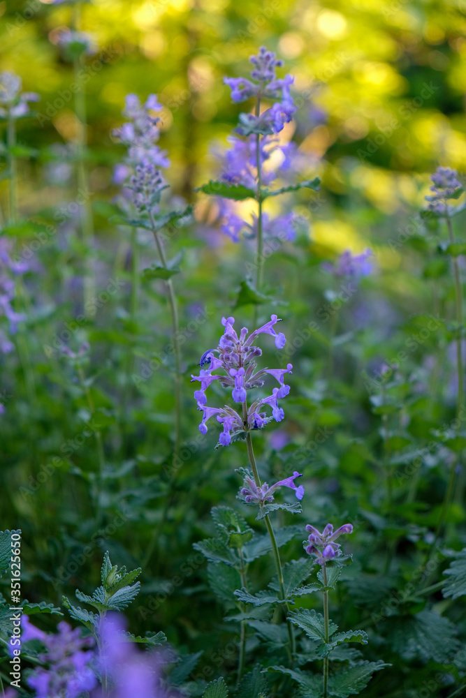 Lavendelblüte Lavendelblüte