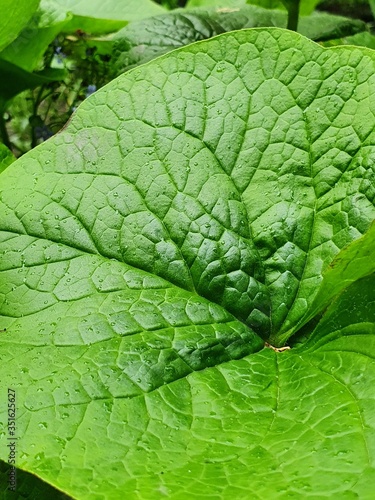 green leaf texture