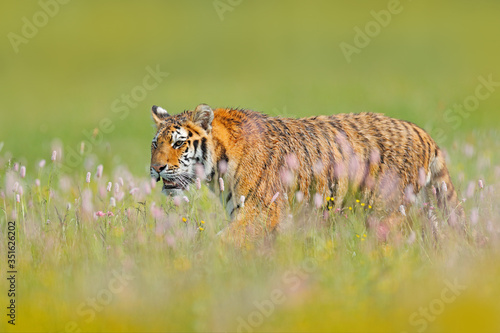 Tiger with pink and yellow flowers. Amur tiger sitting in the grass. Flowered meadow with dangerous animal. Wildlife from summer Russia.