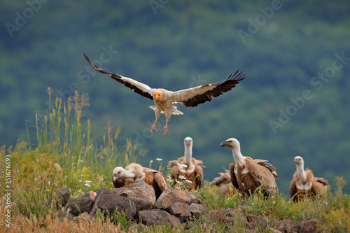 Принти на полотні Egyptian vulture, Neophron percnopterus, big bird of prey sitting on the stone in nature habitat, Madzarovo, Bulgaria, Eastern Rhodopes