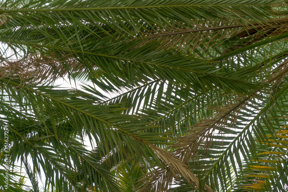 Fototapeta premium Palmwedel von unten