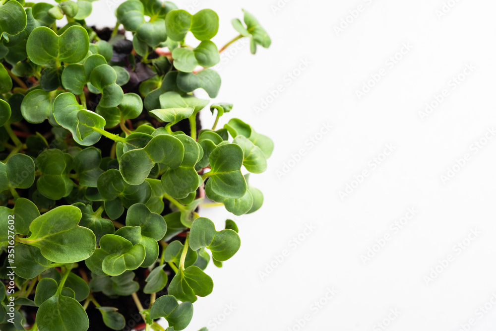 Close-up of young radish microgreen sprouts growing on an earth lump. Top view.
To represent a concept of healthy nutrition, vegetarian lifestyle or an illustration for your product Close-up of young radish microgreen sprouts growing on an earth lump. Top view.
To represent a concept of healthy nutrition, vegetarian lifestyle or an illustration for your product