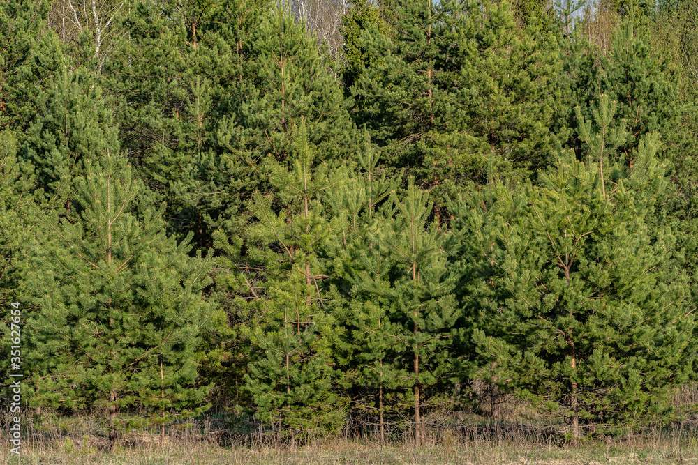 young pine trees at the edge of the forest on a spring day