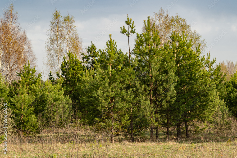 young pine trees at the edge of the forest on a spring day