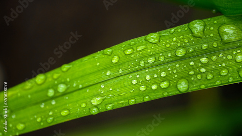 dew drops on beautiful green leaves in sunshine at garden 