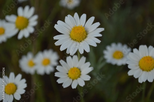 white daisies in a field 