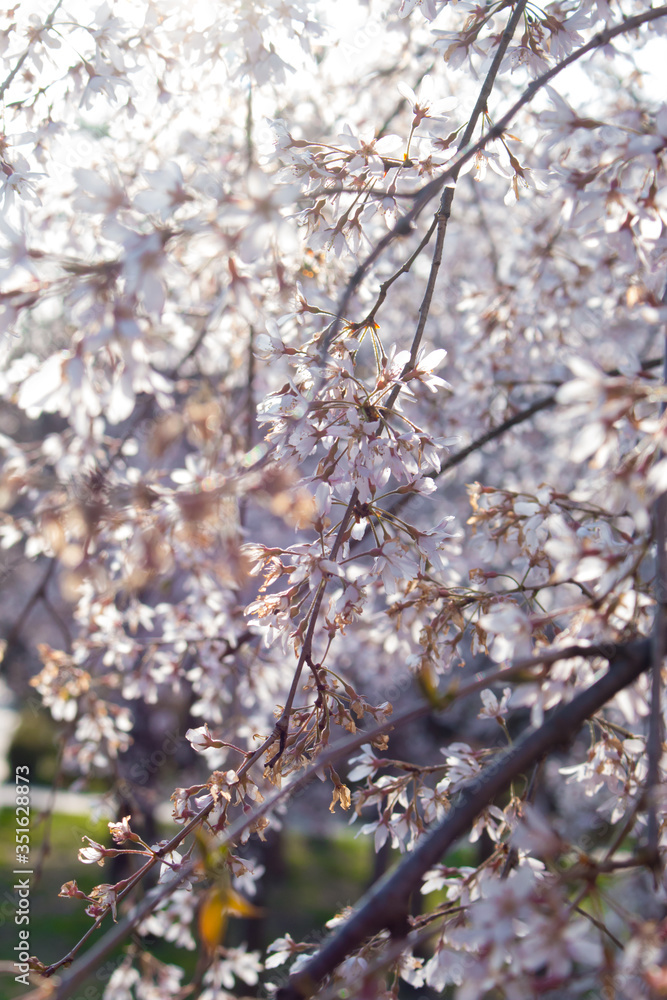 Blooming bird cherry (lat. Prunus padus) Blooming bird cherry (lat. Prunus padus)