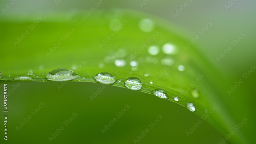 dew drops on beautiful green leaves in sunshine at garden 