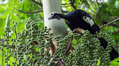 Wildlife photo of a Blue-throated Piping-Guan (Pipile cumanensis) searching for food in the tropical rainforest, Peru photo