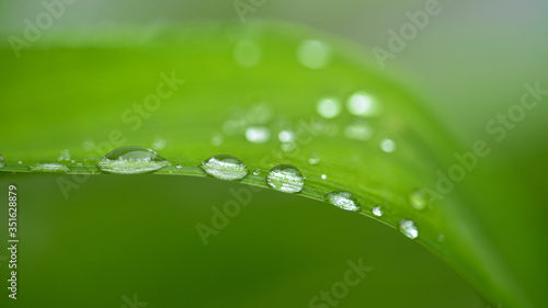 dew drops on beautiful green leaves in sunshine at garden 