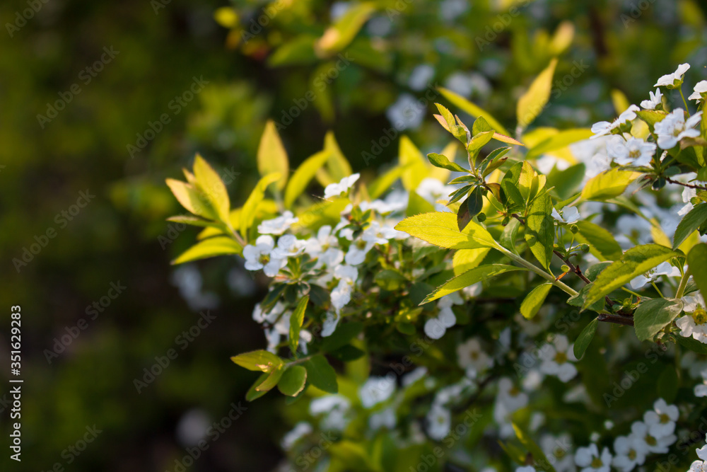beautiful background of flowering shrubs. Spirey May bride in summer sunny day