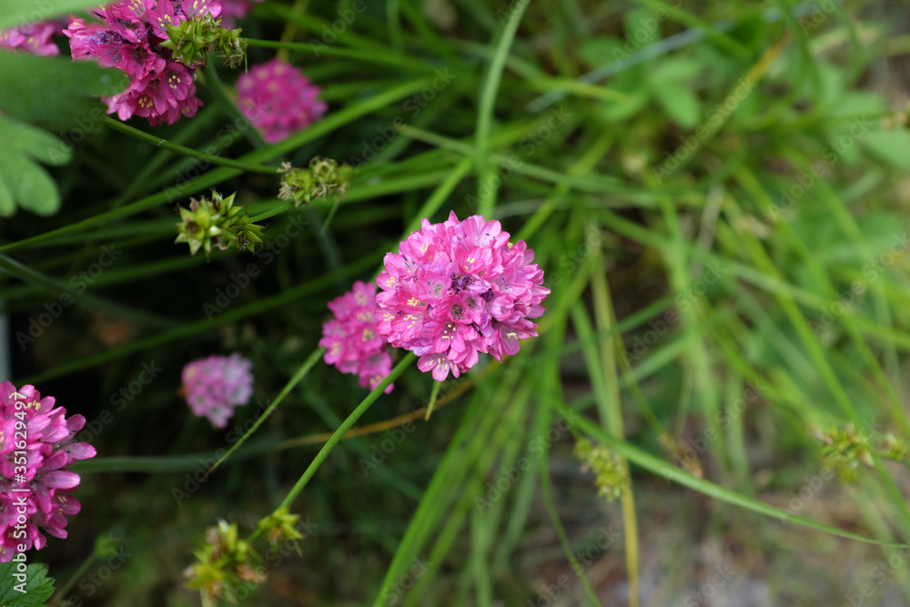 Armeria maritima (Plumbaginaceae), outdoor plants 2020 Armeria maritima (Plumbaginaceae), outdoor plants 2020