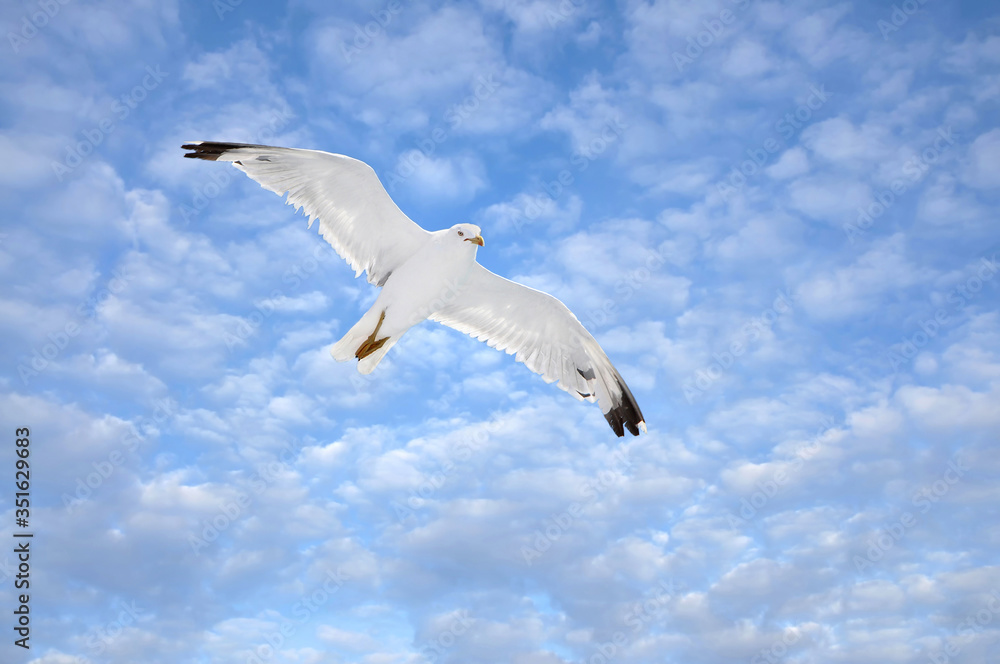 Seagull flying in the blue sky with clouds Seagull flying in the blue sky with clouds