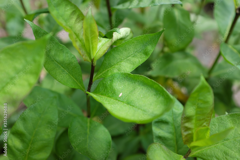 Phlox paniculata L. (Polemoniaceae), outdoor plants 2020 Phlox paniculata L. (Polemoniaceae), outdoor plants 2020