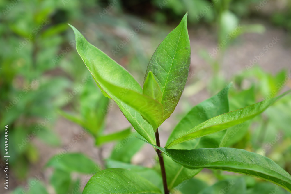 Phlox paniculata L. (Polemoniaceae), outdoor plants 2020 Phlox paniculata L. (Polemoniaceae), outdoor plants 2020