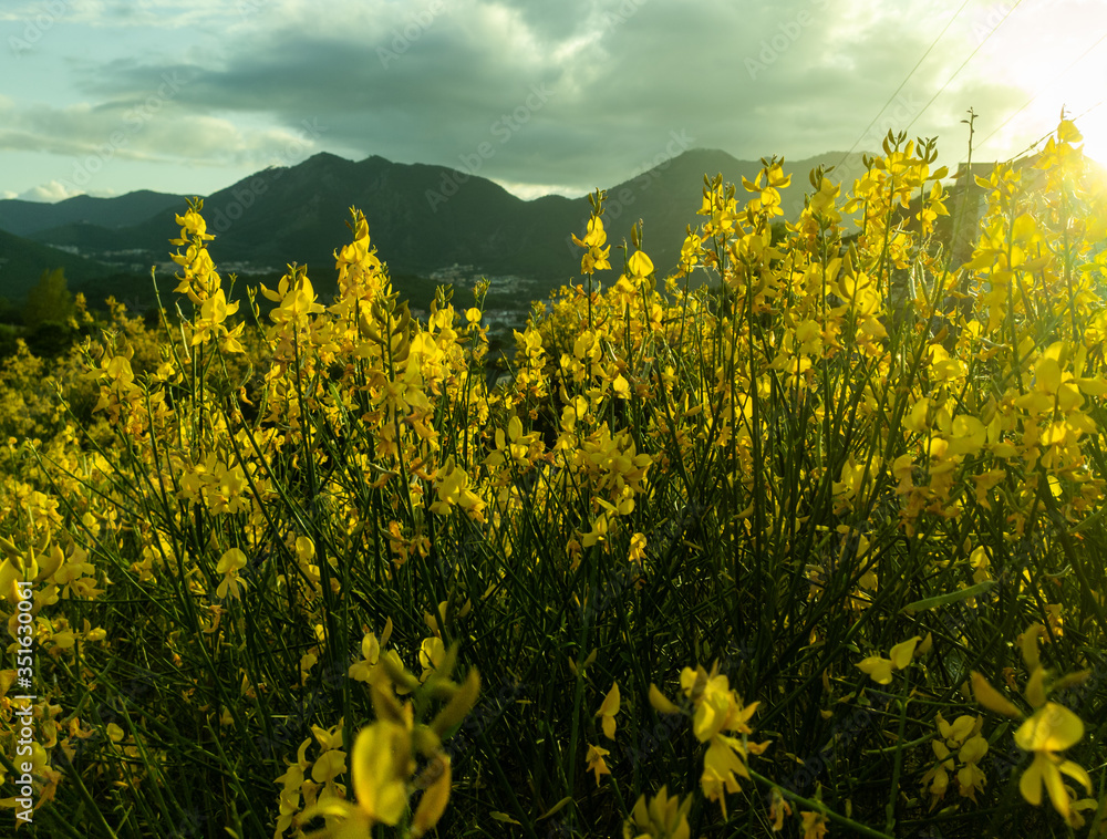 Yellow flowers intensify their color with sun rays escaping from the ...