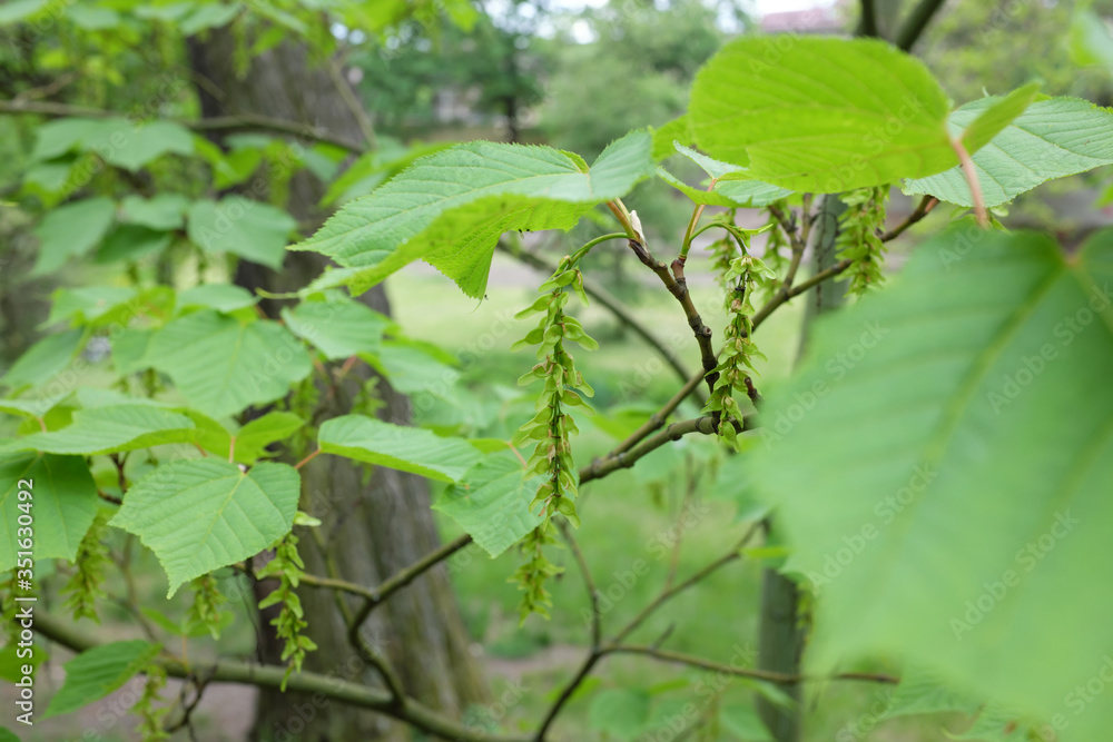 Acer tegmentosum L. (Sapindaceae), outdoor plants 2020