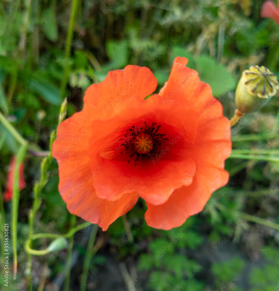 Poppy flower in the foreground, growing on the edge of a path in italy