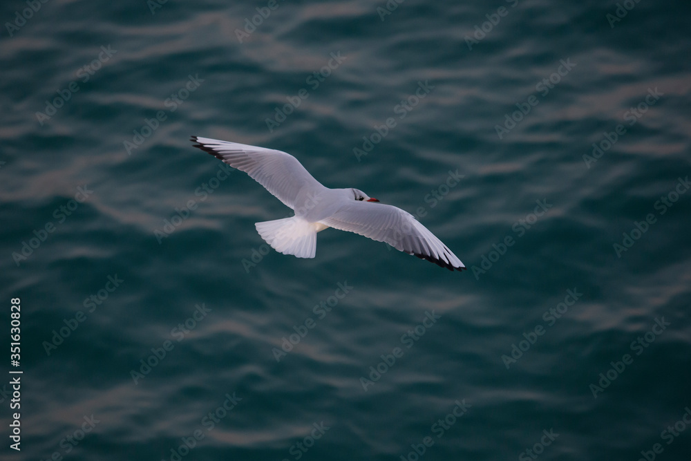 Fototapeta premium Black-headed gull gliding.