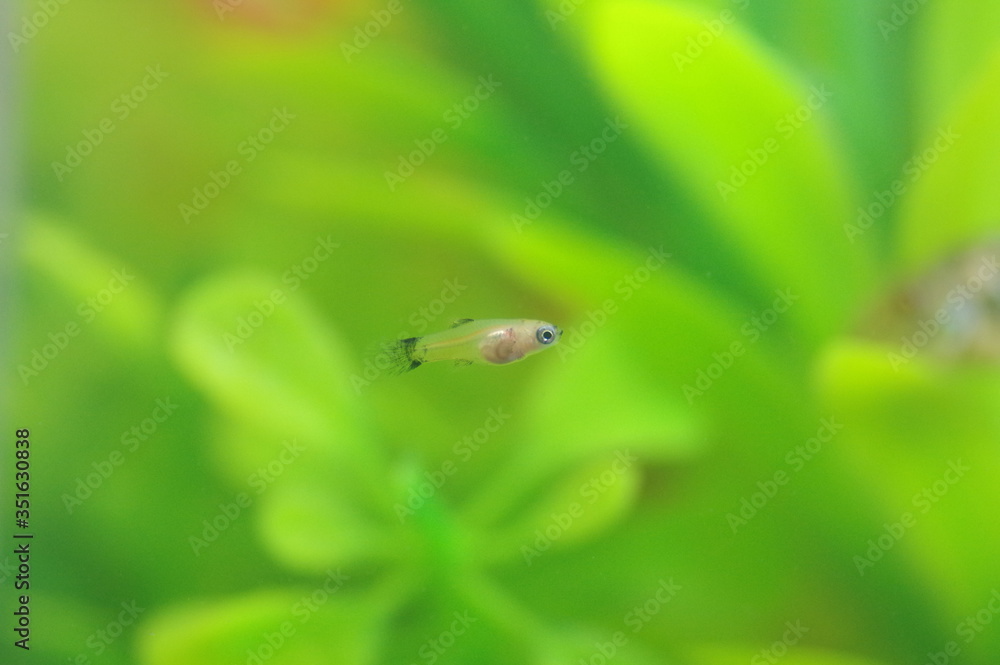 プラティの稚魚 熱帯魚 Stock 写真 | Adobe Stock