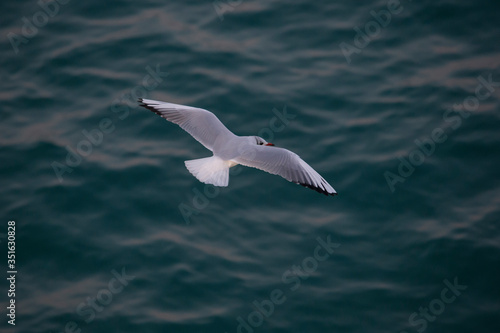 Black-headed gull gliding.