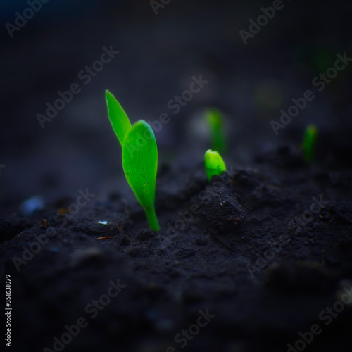 Spring shoots of young plants-seeds, seedlings.
Plants are planted in the ground.