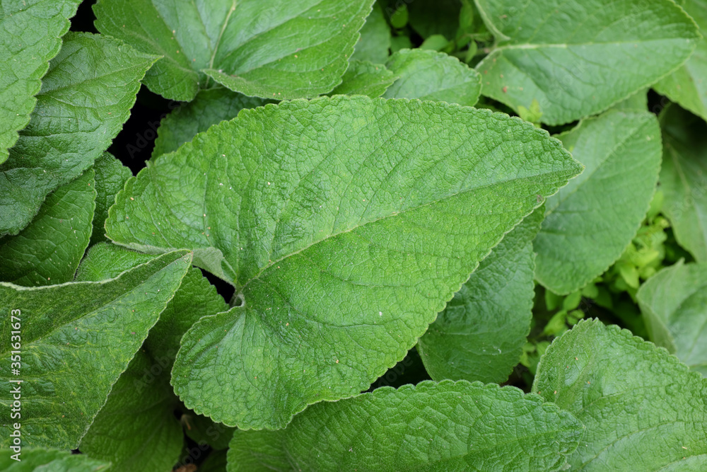 Phlomis russeliana (Lamiaceae), outdoor plants 2020 Phlomis russeliana (Lamiaceae), outdoor plants 2020