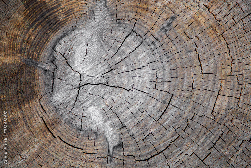 Fototapeta premium Old wooden tree cut surface. Detailed warm dark brown and orange tones of a felled tree trunk or stump. Rough organic texture of tree rings.