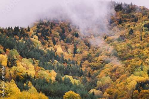 Mixed Autumn Forest In The Foggy Mountains