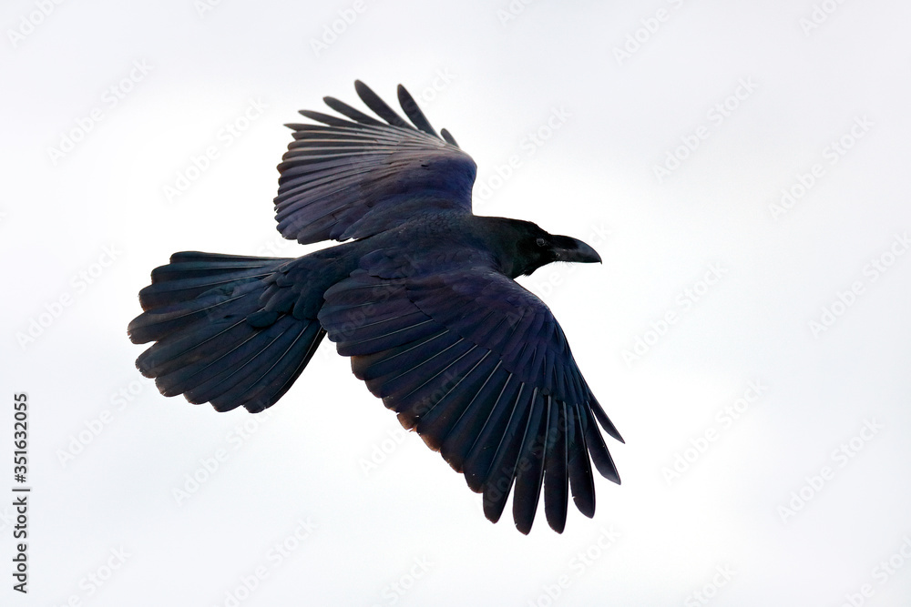 Obraz premium Raven flight, with catch in bill during winter, nature habitat, Japan. First snow with bird. Winter with big white black raven. Black bird fly in white snow.