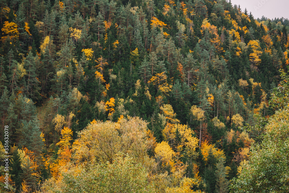 Mixed Autumn Forest In The Foggy Mountains Mixed Autumn Forest In The Foggy Mountains