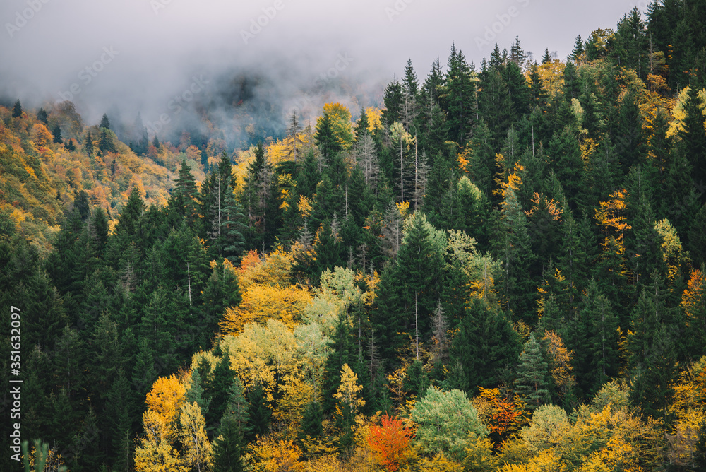 Mixed Autumn Forest In The Foggy Mountains Mixed Autumn Forest In The Foggy Mountains