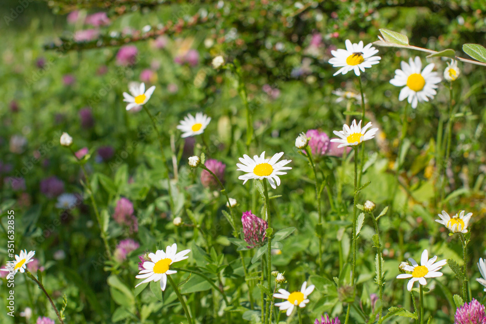 wild daisy and clover flowers with insects, shrub and grass