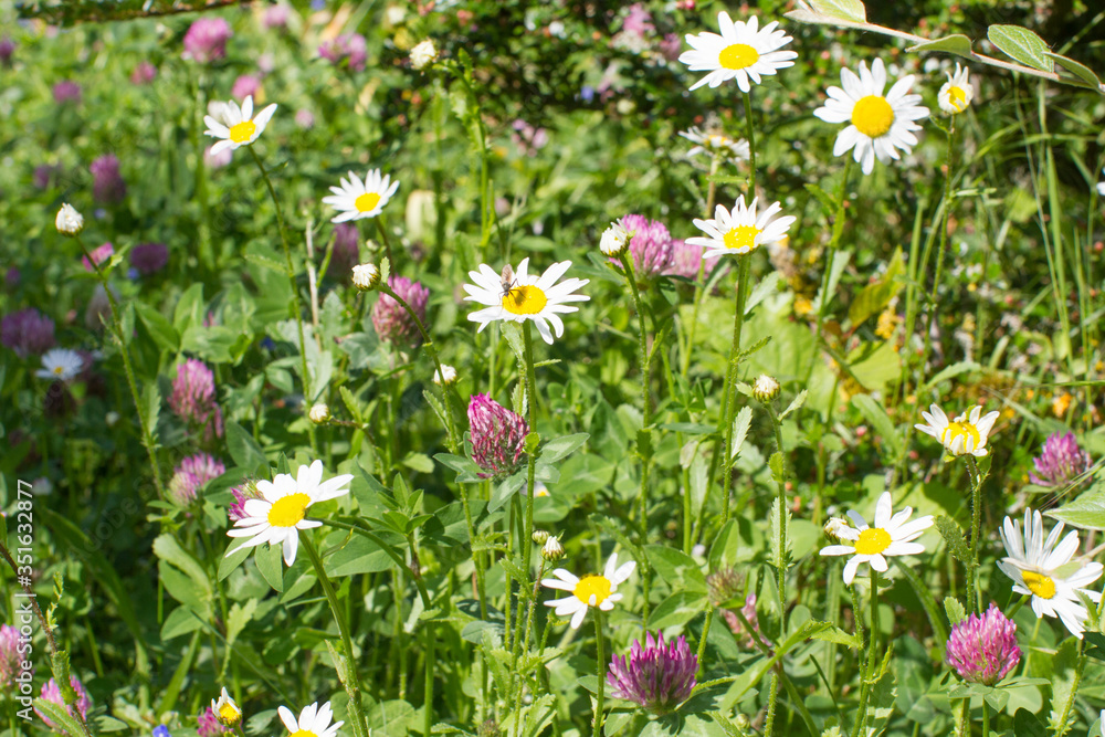 Fototapeta premium European backyard and garden rich of wild flowers for insects