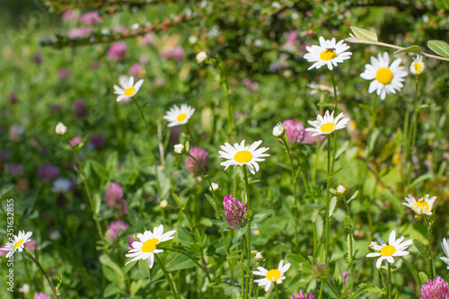 wild daisy and clover flowers with insects, shrub and grass