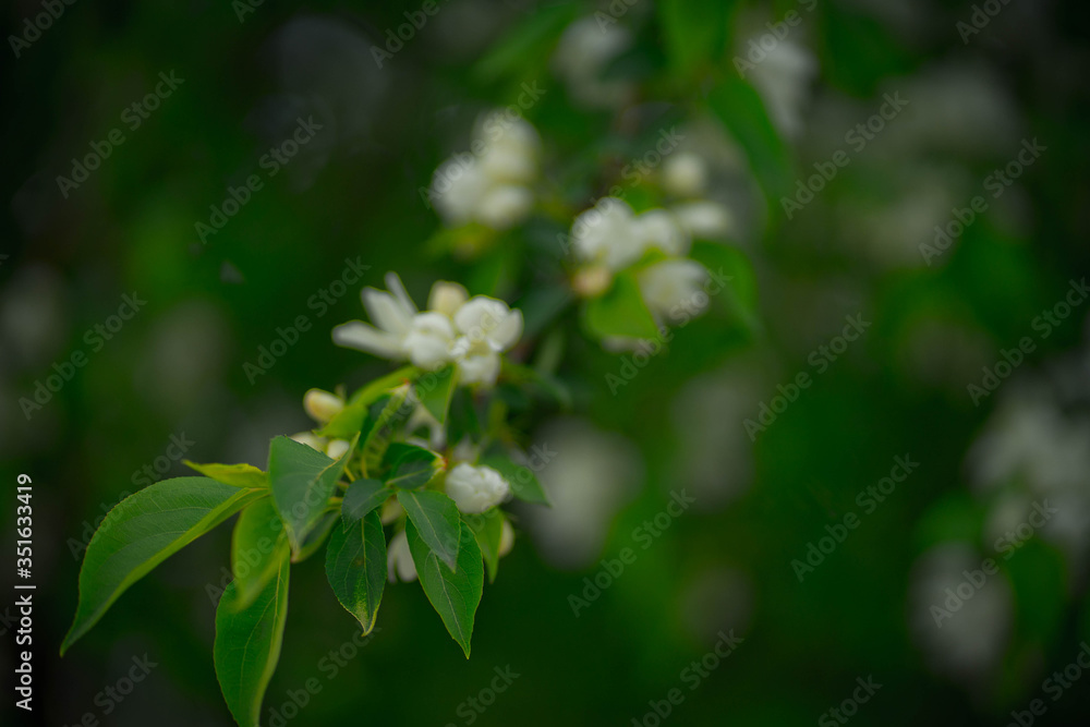 green apple tree with white flowers in spring