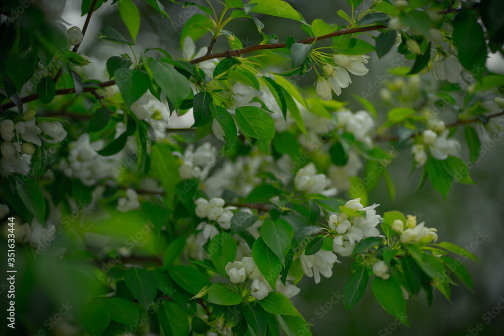 green apple tree with white flowers in spring green apple tree with white flowers in spring
