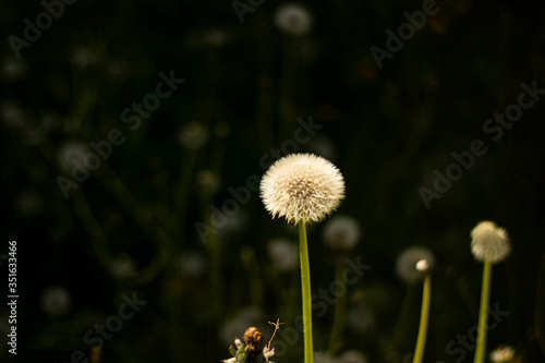 dandelion in the garden