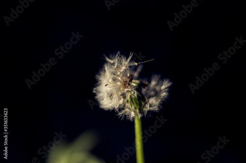 Dandelion